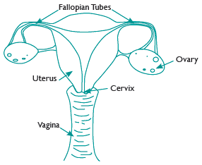 A Guide To Pelvic Inflammatory Disease (PID) | Hull University Teaching ...