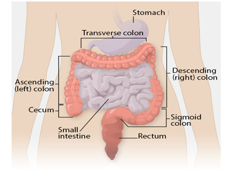 Diagram showing where the large bowel is