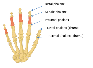 Phalangeal Fractures of the Fingers or Thumb PIFU (Patient Initiated ...